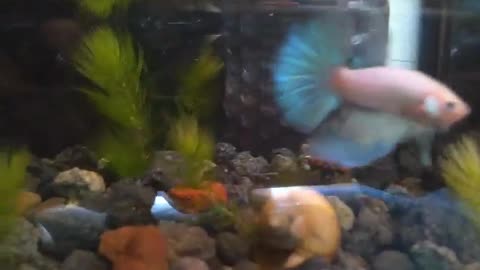 MEET MY LOVELY FISH