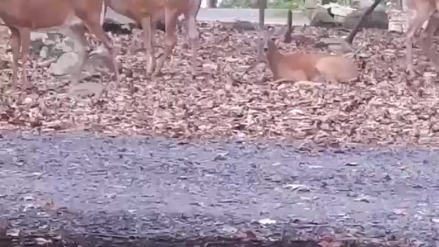 Deer Kicking Back