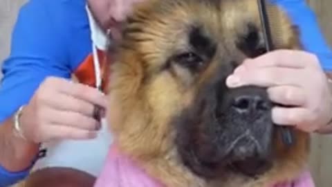 Funny and Cute DOG Videos Compilation,🐕🐕_570_#shorts