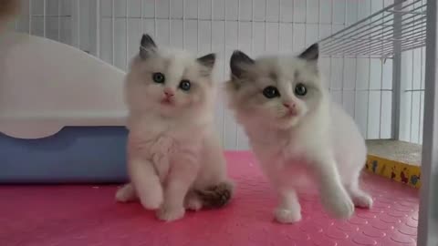 ragdoll cat