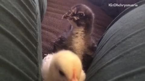 Blonde and brown chickens walk around in owner's lap