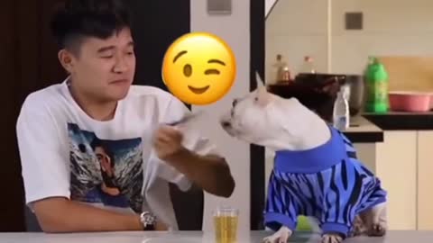 Cute Baby Funny Animal | Funniest Animals | funny Dog Compilation | #shorts