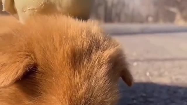 Cute sleepy puppy and parrot