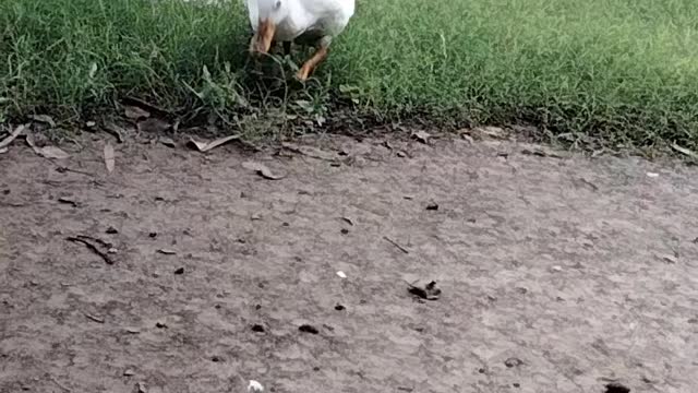 Duck and Goose 🦆 by Kingdom of Awais