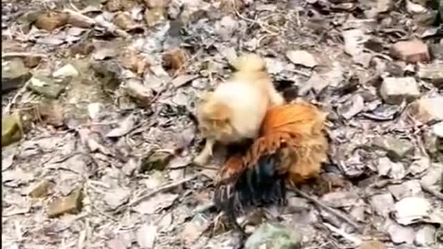 Dog vs chicken fight,dog fighting,