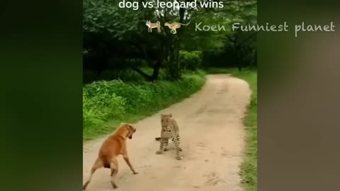 New funny animal video 2024