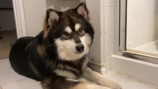 Alaskan Malamute: Innocent look.