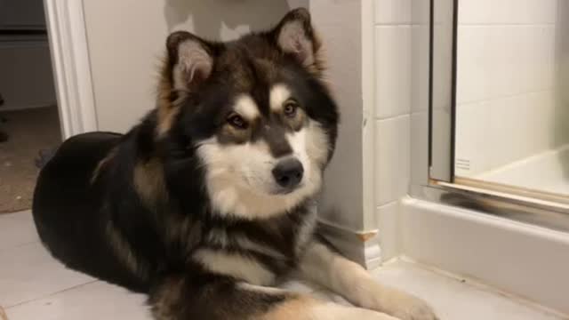 Alaskan Malamute: Innocent look.