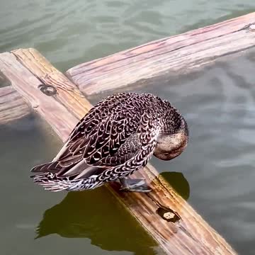 Baby ducks in my pool! First day of life. An amazing story.