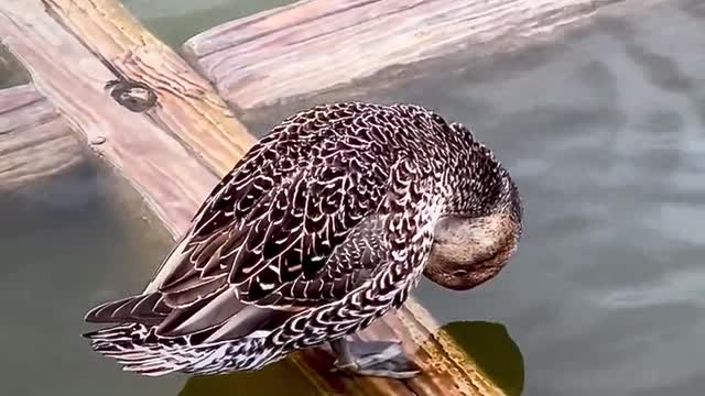 Baby ducks in my pool! First day of life. An amazing story.