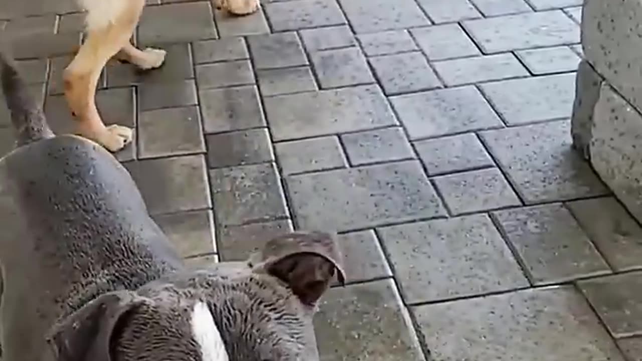 Funny Dogs and Cats 🤣🤣