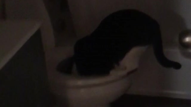 Black cat buddy caught drinking out of toilet