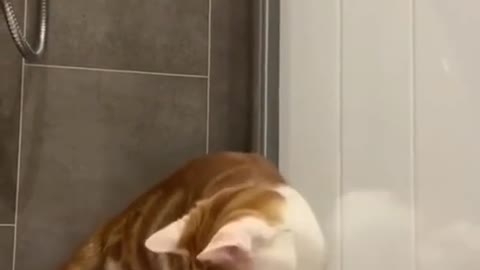 TOP 3 Funniest CAT Videos in 1 MINUTE! #11 | Cat Lovers | SHORT & FUNNY Videos 🤣 #Shorts