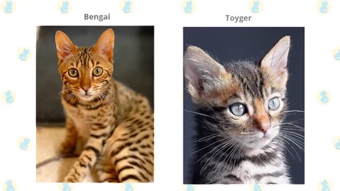 Bengal Cat VS. Toyger Cat