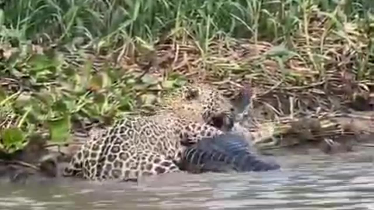 Wild Life ! In river ! Tiger attack !