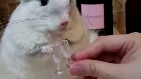 Cute hamster Cheers 🥂 Up With me 😍😍
