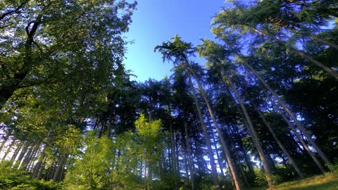 FOREST LOW ANGLE SHOT