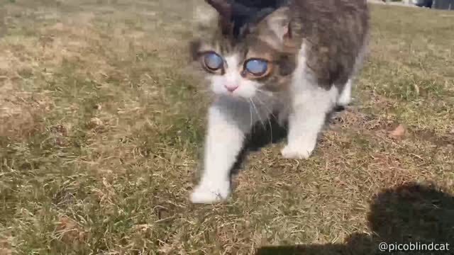 Funny cat eyes.reesy world