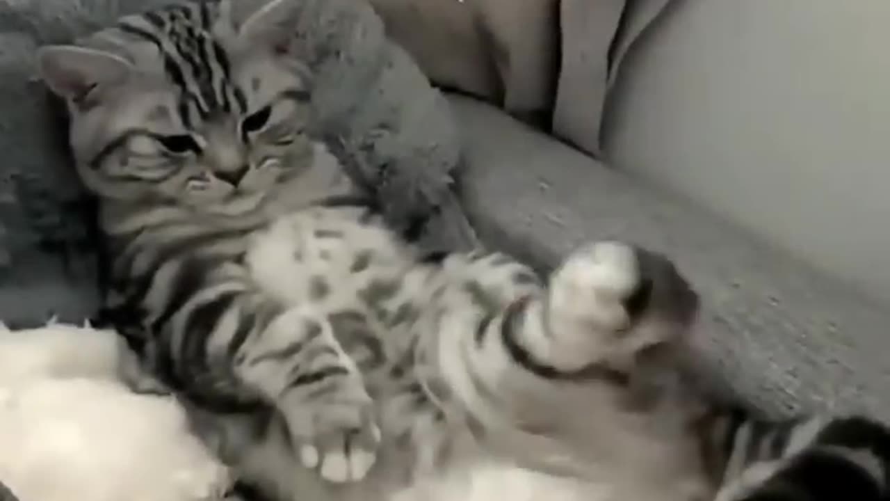 Funny cat