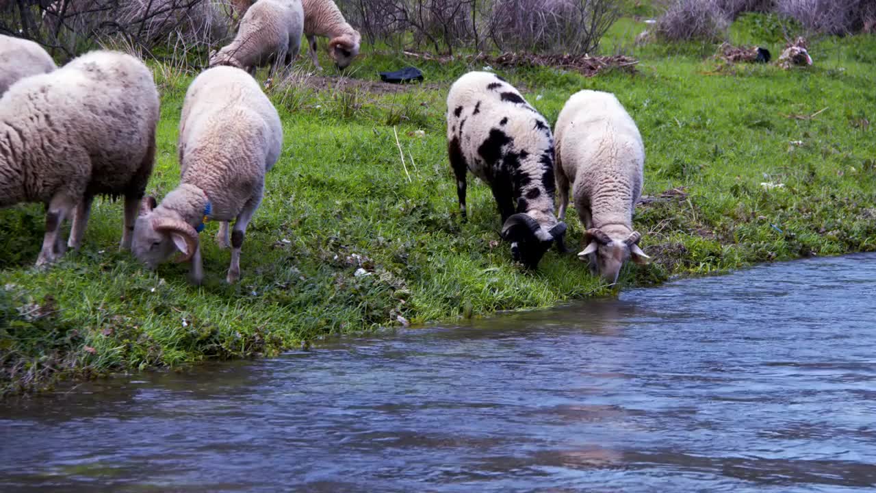 The Mammal Animal Sheep Near The River