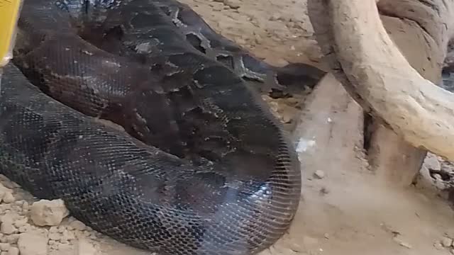 Indian large snake 🐍🐍
