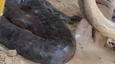 Indian large snake 🐍🐍
