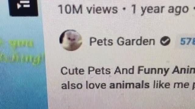 Most fun animals