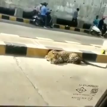 Wildlife in Closer View with natural perspective.