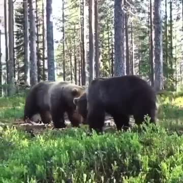 Fight of the titans!