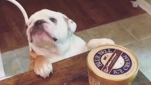 Gerald the Bulldog reaching for BlueBell ice cream