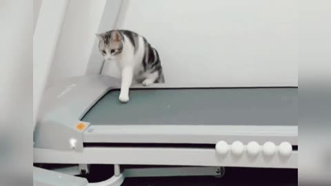 When cats want to exercise 😱😂