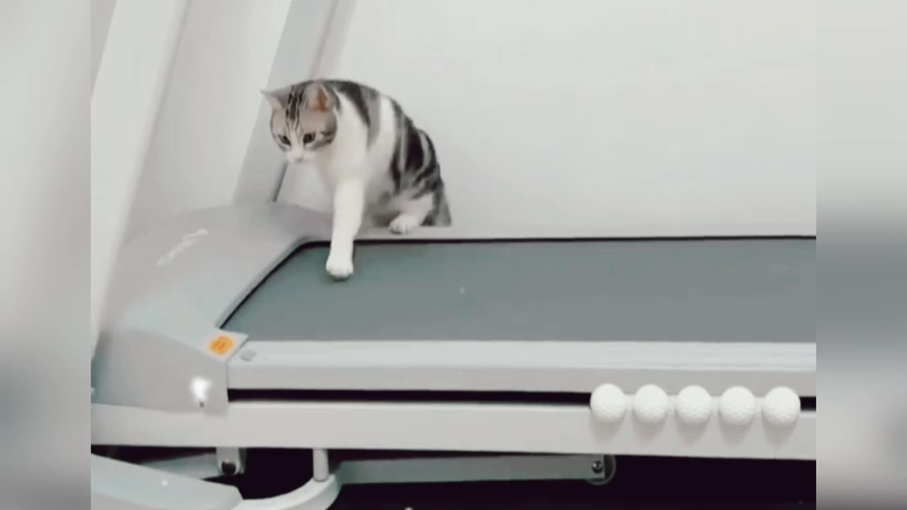 When cats want to exercise 😱😂