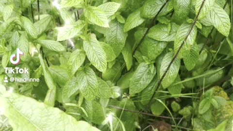 Herb Robert