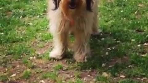 Tan long haired dog plays catch with tennis ball