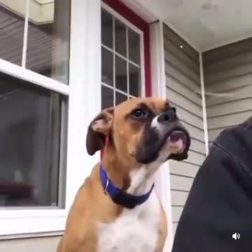 This dog made a strange movement in his face