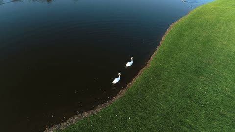 The flight above the lake with ducks. quadrocopter shot