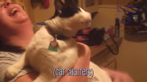 It's Time for Super Laugh Best FUNNY CAT videos