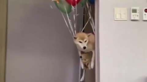dog flying in the air