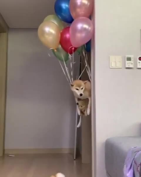 dog flying in the air