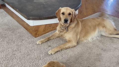 Golden retriever and a moth.