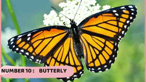 Kids-lets Learning English with these cutest Animals