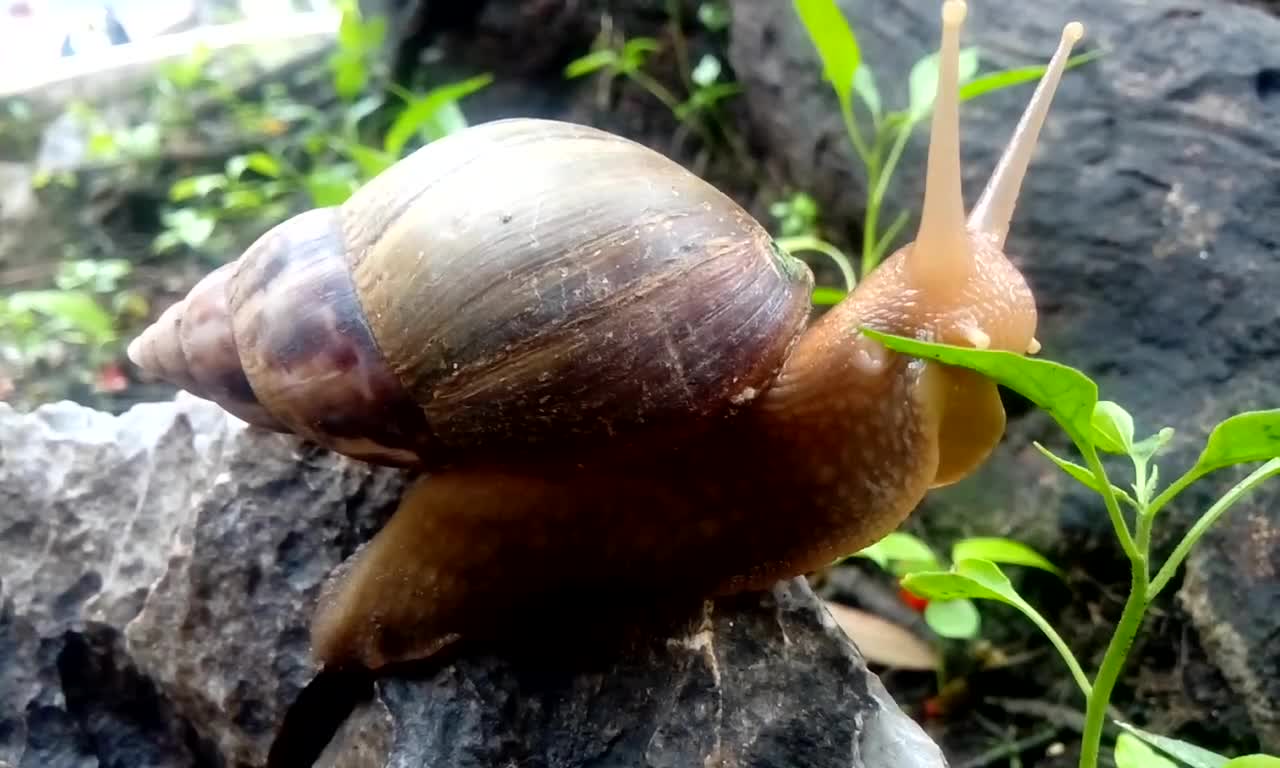 The snail gnaw and eat all the leaves of young trees within 1 minute 30 seconds