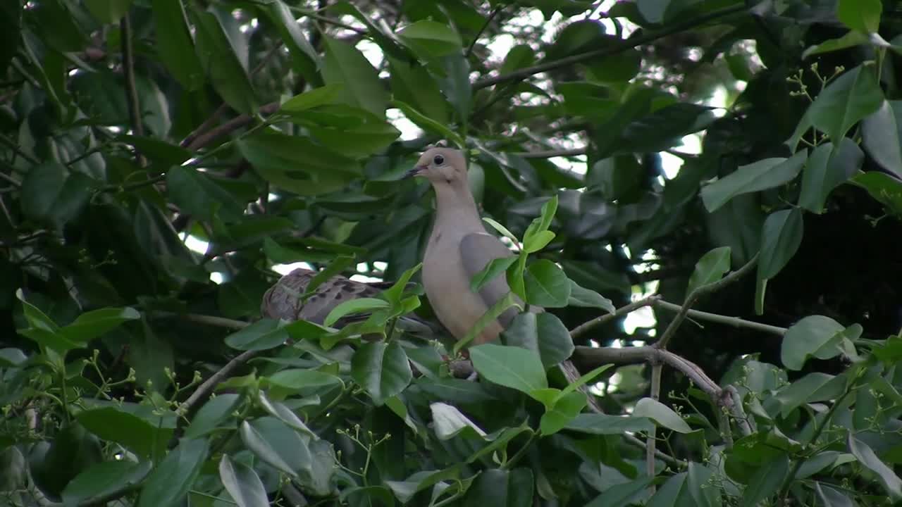 Mourning Doves hiding in nest