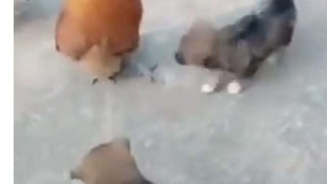 cute puppies vs rooster 🤣🤣🤣🤣