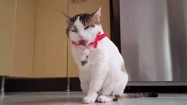 A pet is someone who stays with you when you're lonely.