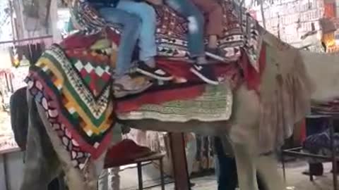 RAJESHANI camel