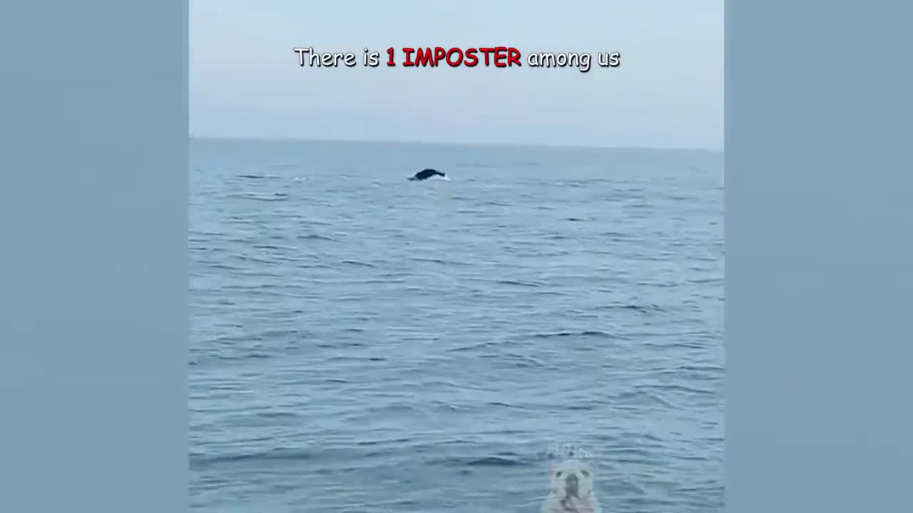 Funny dolphin and seal video