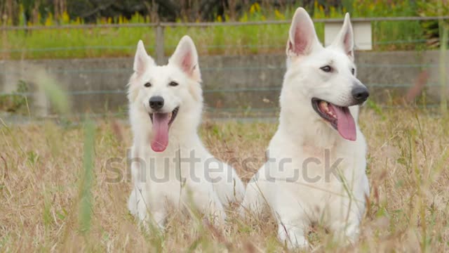 White Dog And Bitch very Buietiful Couple So Cute