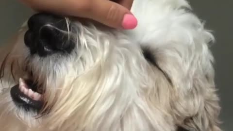 White dog getting head massaged by owner