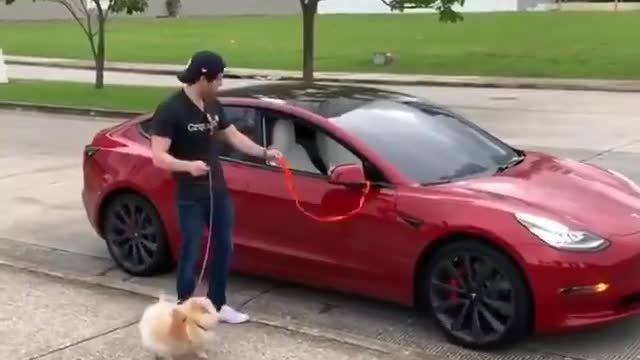 Walking the dog... and the Tesla care🤣😅